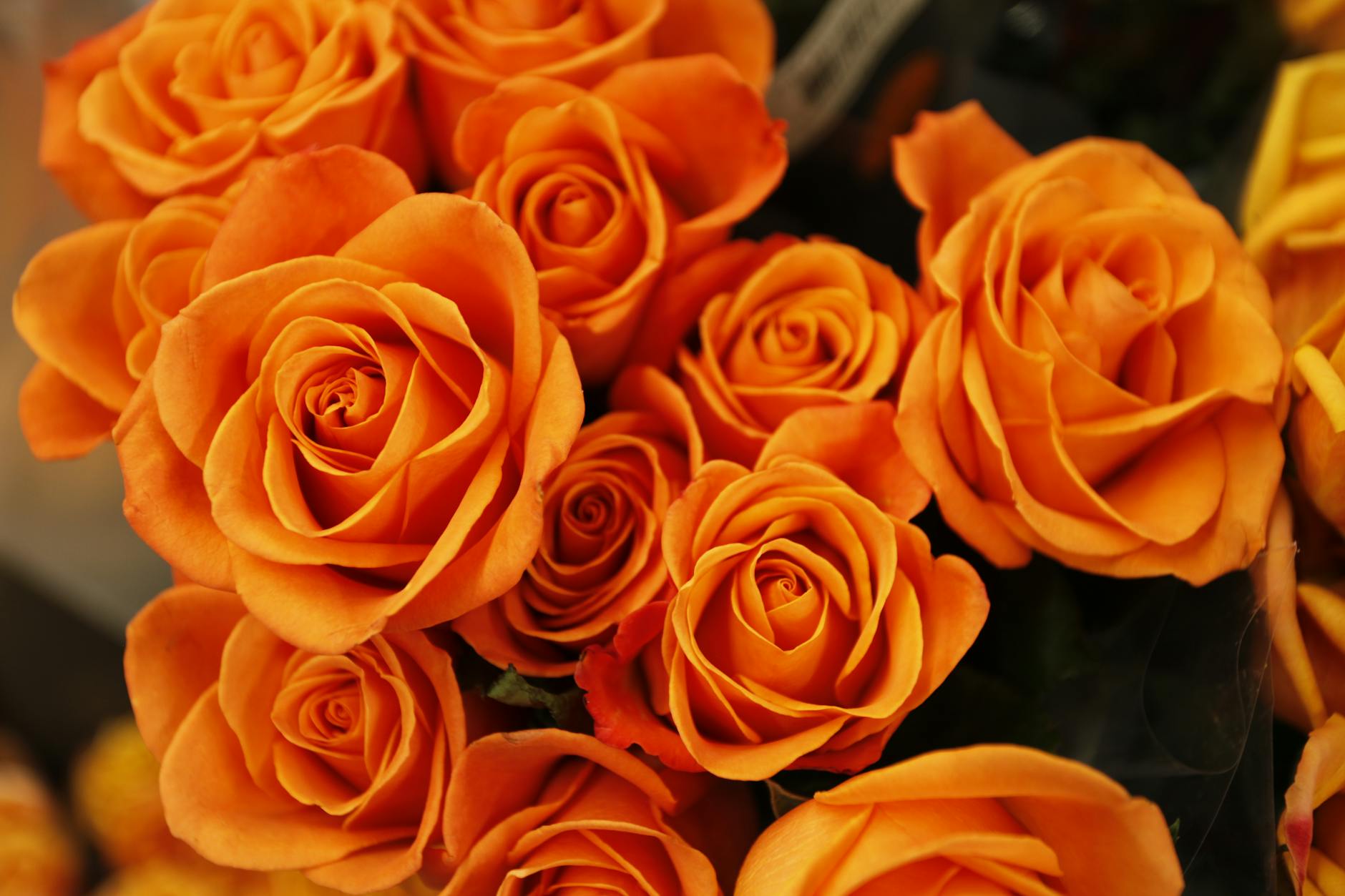 bed of orange petaled flower